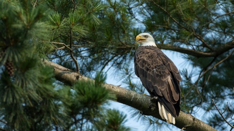 Bald Eagle Bullying: Power Differential and Vulnerability in the Animal World