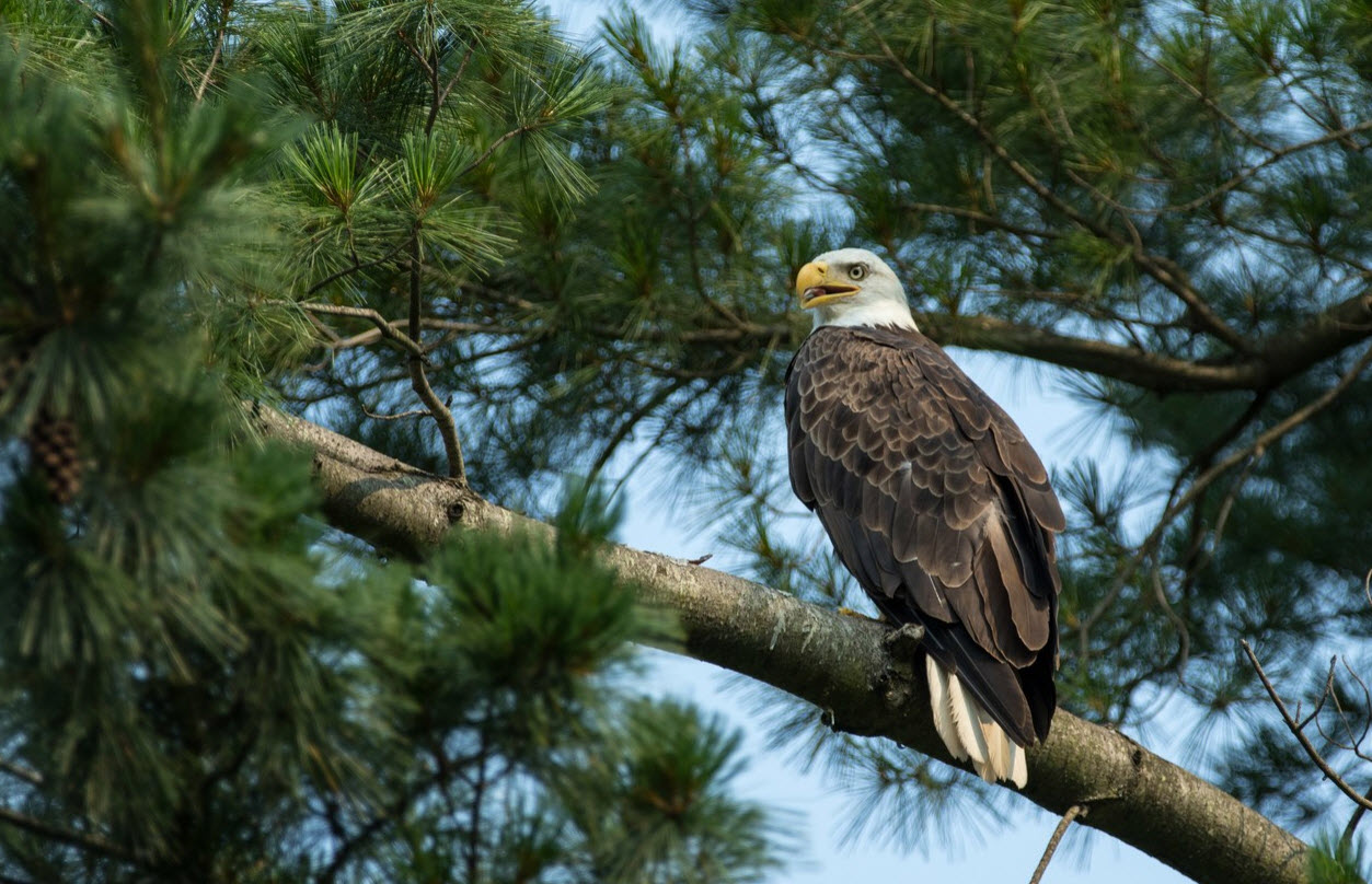 Bald Eagle Bullying: Power Differential and Vulnerability in the Animal World post thumbnail